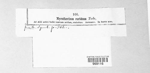 Myrothecium roridum image